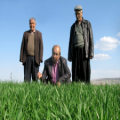 GAZİANTEP’İN ARABAN İLÇESİNDEKİ HUBUBAT EKİLİ ALANLARDA, KIŞ MEVSİMİNİN YAĞIŞLI GEÇMESİ NEDENİYLE YÜKSEK REKOLTE BEKLENİYOR.   (AYTEN IŞIK/GAZİANTEP-İHA)