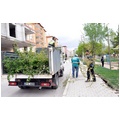 ŞEHİTKAMİL BELEDİYESİ PARK VE BAHÇELER MÜDÜRLÜĞÜ'NE BAĞLI EKİPLER YOL KENARLARI VE YEŞİL ALANLARDAKİ AĞAÇLARIN BUDANAN DALLARINI YOKSULLARA YAKACAK OLARAK DAĞITTI. (GAZİANTEP-İHA)