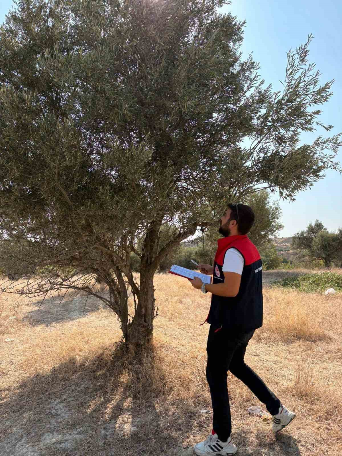 Sarayköy’de pamuk, zeytin ve yağlık ayçiçeği üretimine saha kontrolü - 2