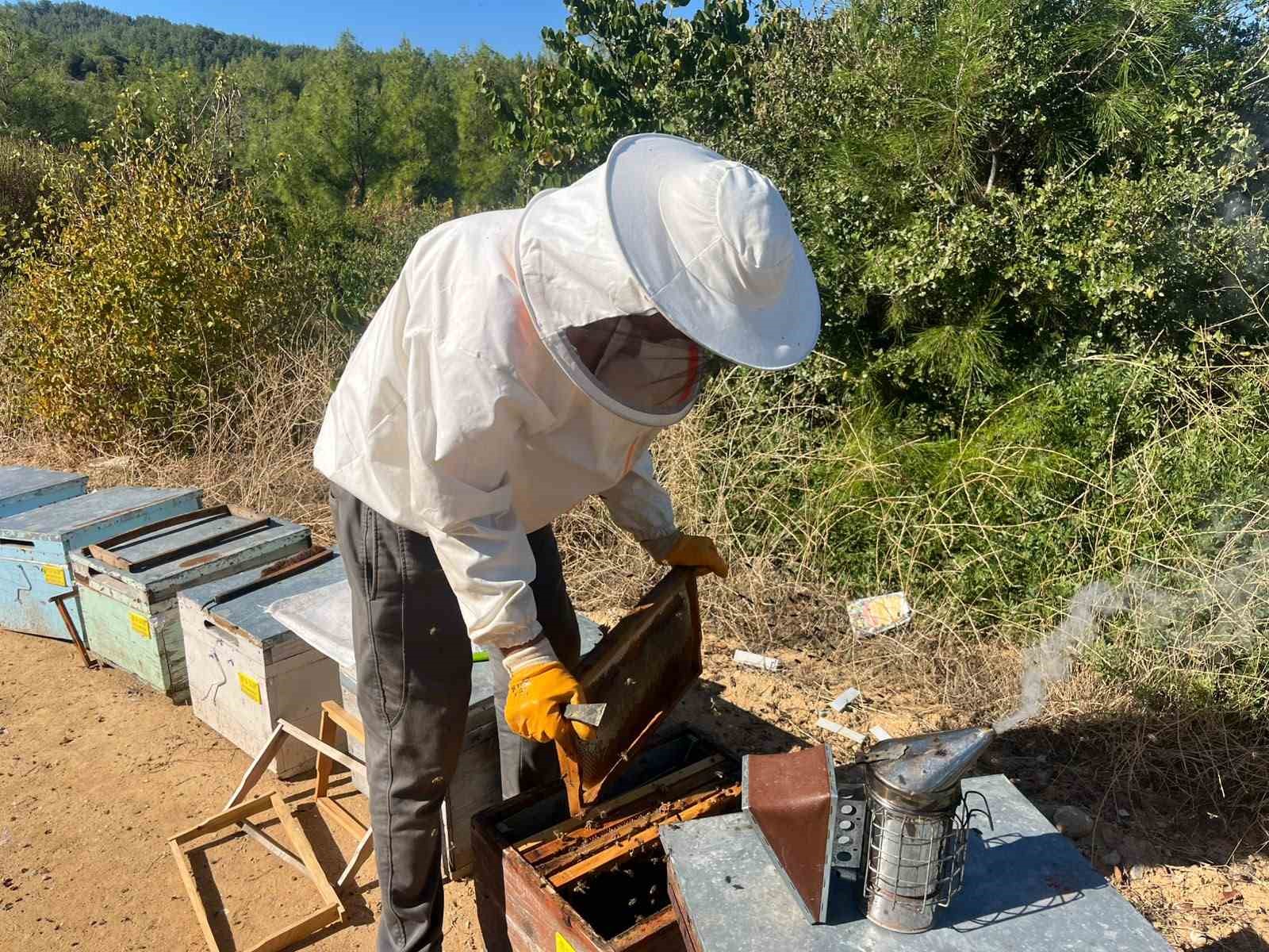 Kuşadası’nda çam balında ilk sağım yapıldı - 7