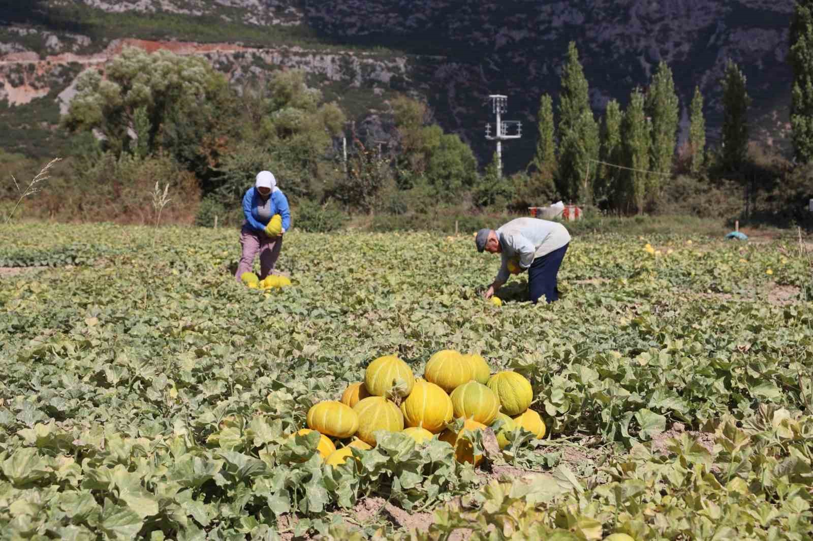 Menteşe’de yayla kavunu ve ata sebzelerinin hasadı yapıldı - 6