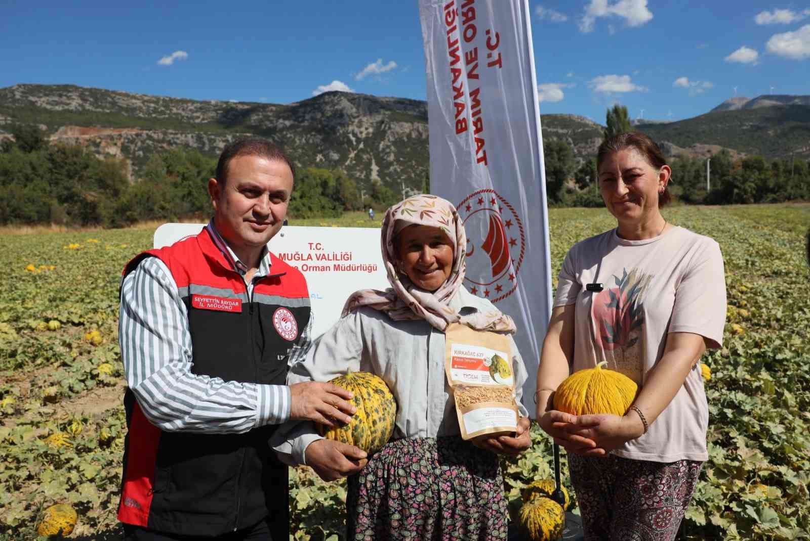 Menteşe’de yayla kavunu ve ata sebzelerinin hasadı yapıldı - 2